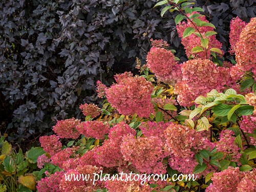 Strawberry Sundae Hydrangea (Hydrangea paniuclata)
(early October)